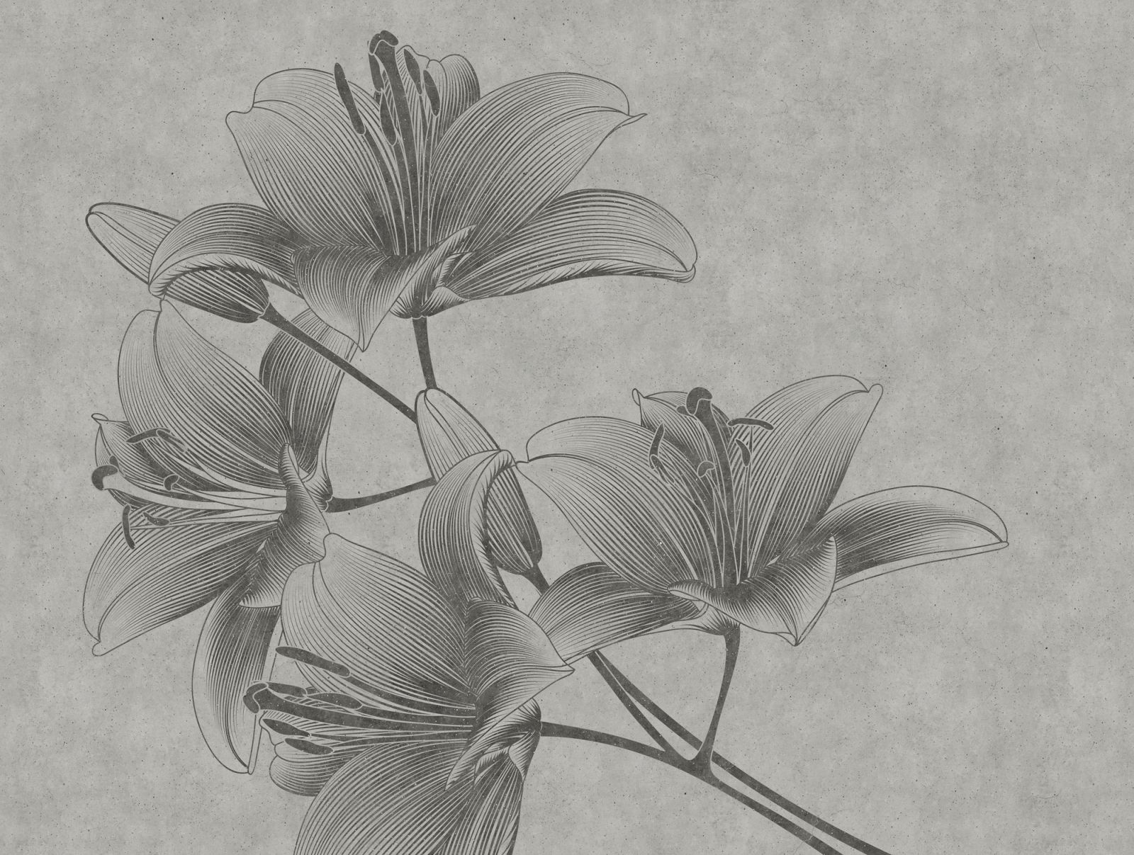 The Wall - Lily sketch - Grau