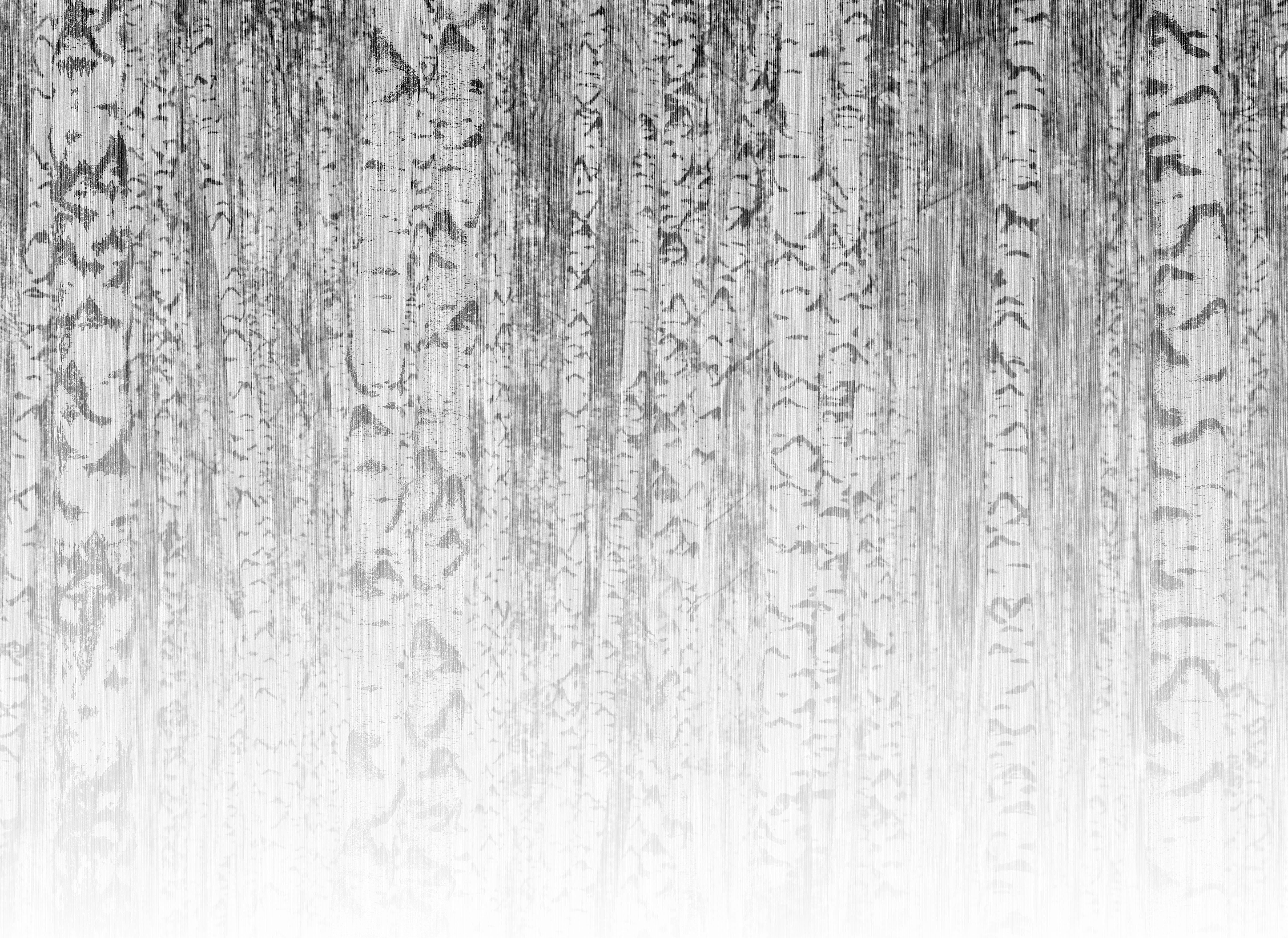 FOTOTAPETE BirchForest1 3,50 x 2,55 m (8,93 m²)